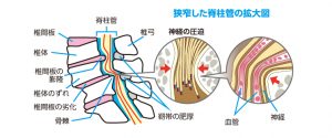 身体デザイナー