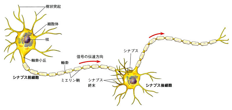 身体デザイナー