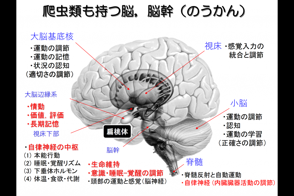 腹圧