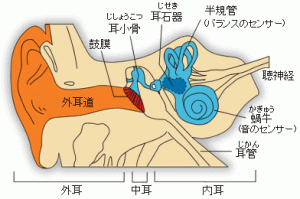 身体デザイナー