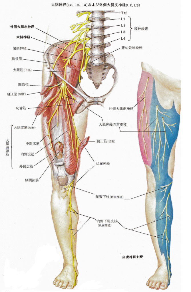 大腿神経
