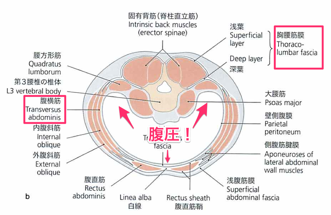 腹圧