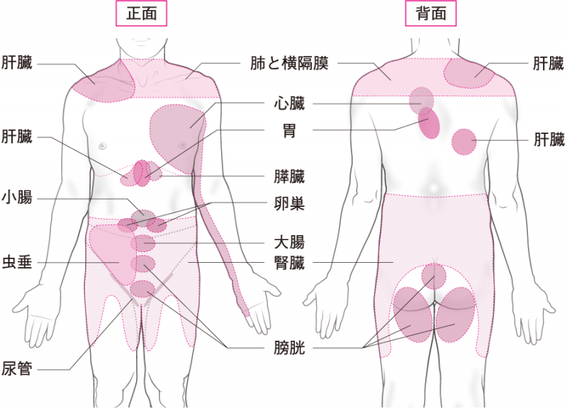 右 腰 の 痛み 内臓