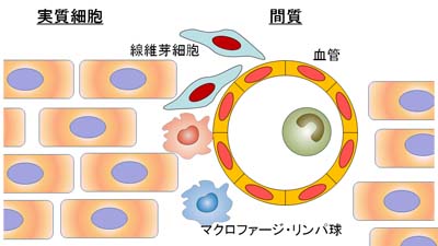 身体デザイナー