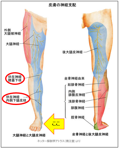 足 の 神経