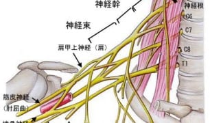 腕神経叢