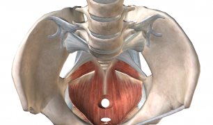 骨盤底筋