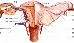 子宮動静脈