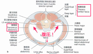 腹圧２