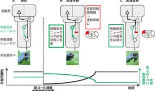 脊髄固有ニューロン