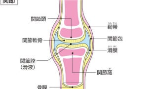 関節の図